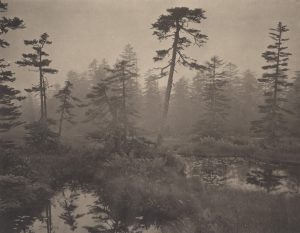 Silent Respiration of Forests - Hokkaido. Ukishima #1, 2011. Platinum print on Gampi paper. Es. 6:9. cm 26,5x34